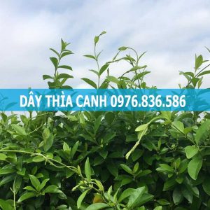 Dây thìa canh