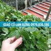 Tác dụng giảo cổ lam