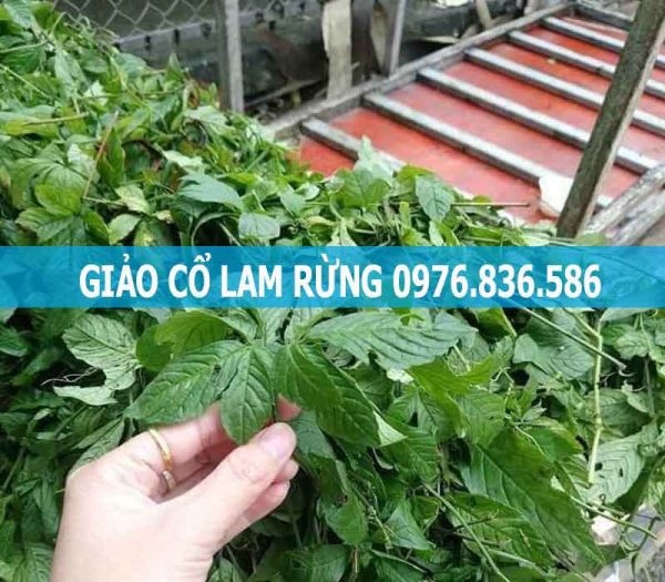 Tác dụng giảo cổ lam