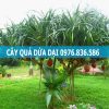 cây dứa dại