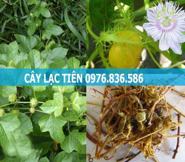 Cây lạc tiên