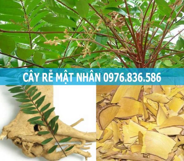 Cây mật nhân