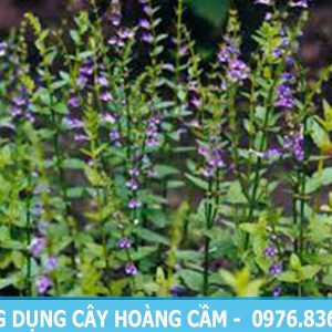 Công dụng của cây hoàng cầm hỗ trợ chữa ho, nhức đầu