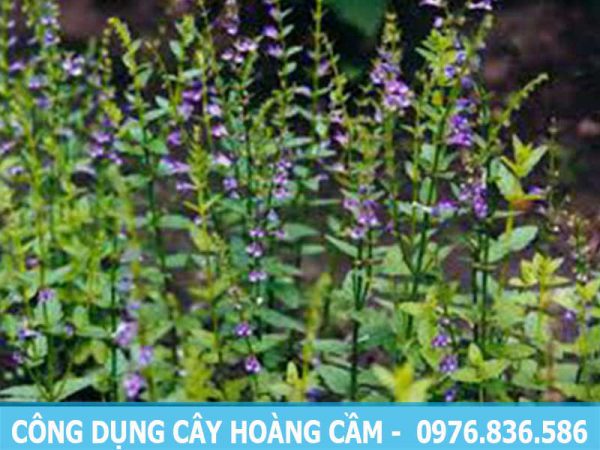 Công dụng của cây hoàng cầm hỗ trợ chữa ho, nhức đầu