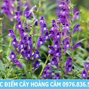 Đặc điểm cây hoàng cầm