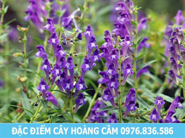 Đặc điểm cây hoàng cầm