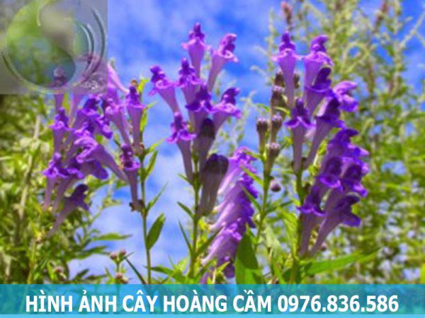 Công dụng của cây hoàng cầm hỗ trợ chữa ho, nhức đầu