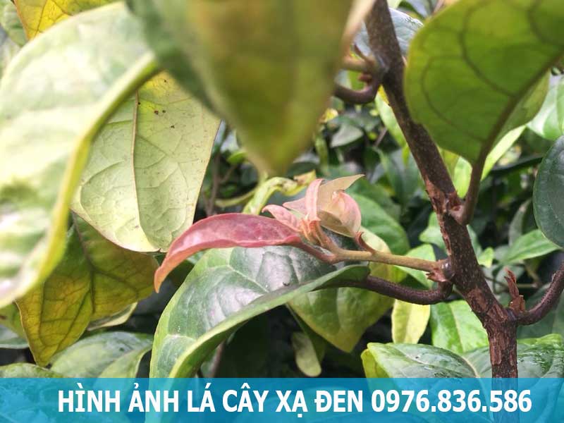 Hình ảnh lá xạ đen