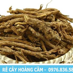 rễ cây hoàng cầm