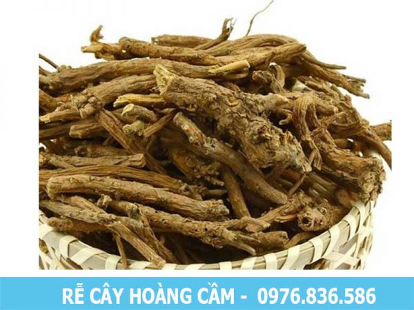 rễ cây hoàng cầm