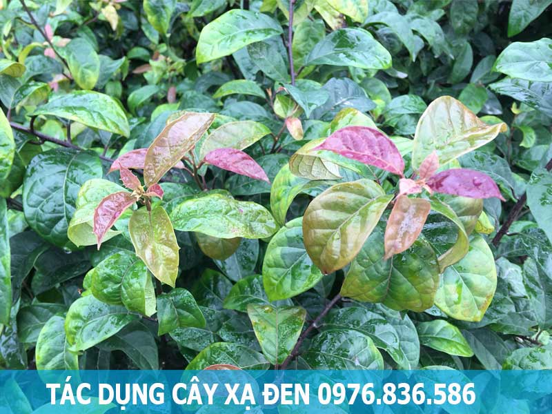 tác dụng của cây xạ đen