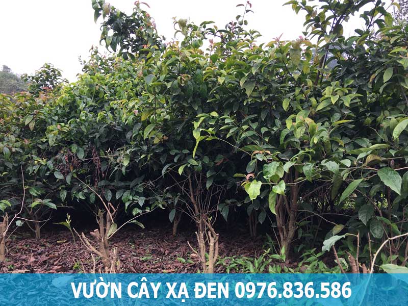 Vườn cây xạ đen