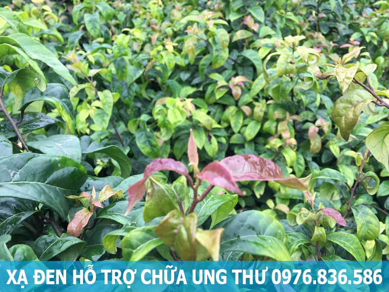 Xạ đen hỗ trợ điều trị ung thư