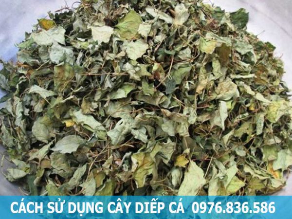 cách sử dụng cây diếp cá