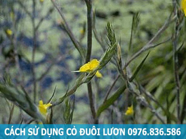 cách sử dụng cỏ đuôi lươn