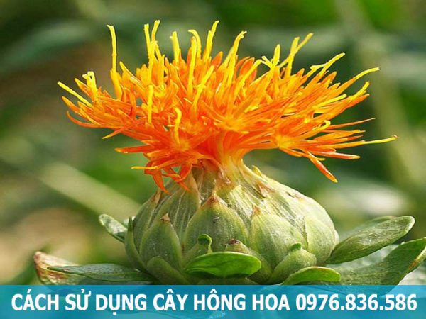 cách sử dụng cây hồng hoa