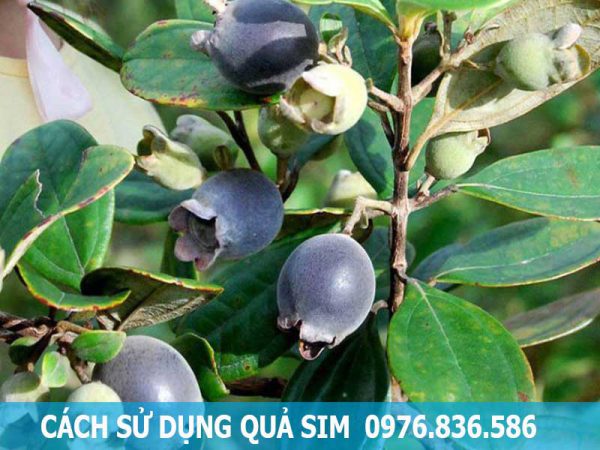 sử dụng quả sim để ngâm rượu