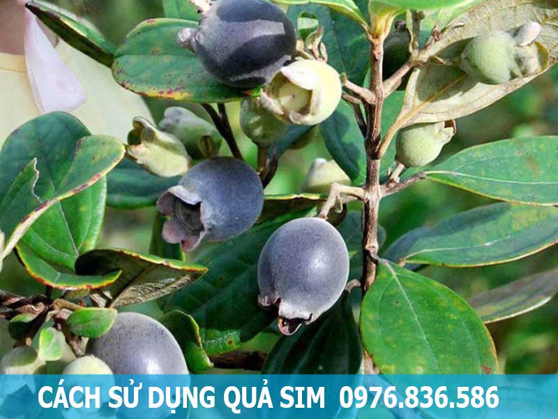 sử dụng quả sim để ngâm rượu
