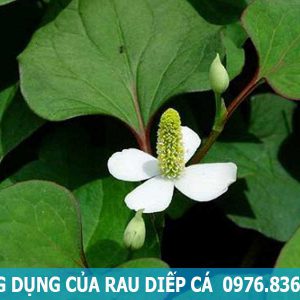 công dụng của cây diếp cá