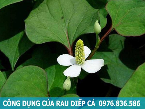 công dụng của cây diếp cá
