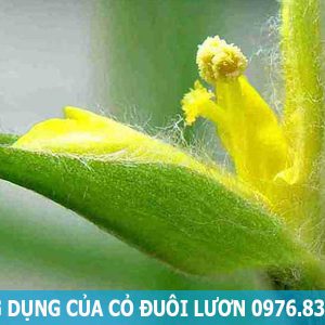 công dụng của cỏ đuôi lươn