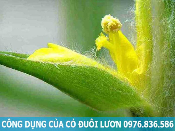 công dụng của cỏ đuôi lươn