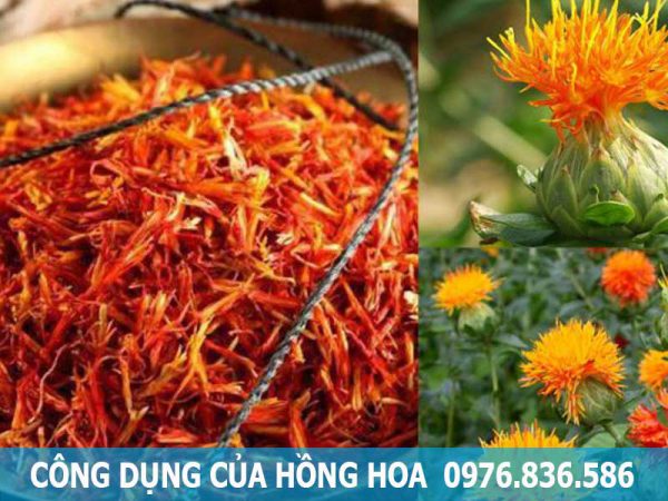 công dụng của cây hồng hoa