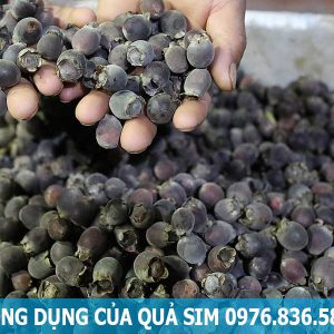 quả sim giúp hỗ trợ điều trị thiếu máu