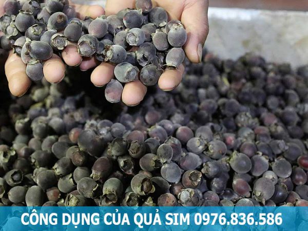 quả sim giúp hỗ trợ điều trị thiếu máu
