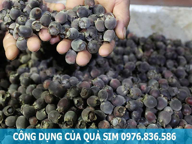 quả sim giúp hỗ trợ điều trị thiếu máu
