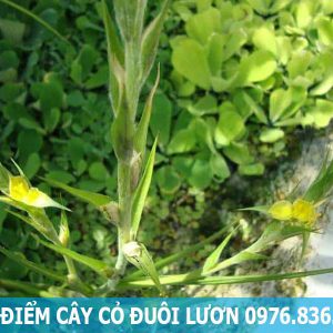 đặc điểm cây cỏ đuôi lươn