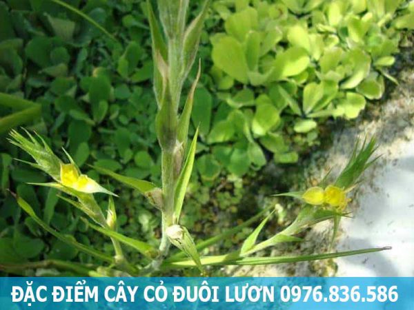 đặc điểm cây cỏ đuôi lươn