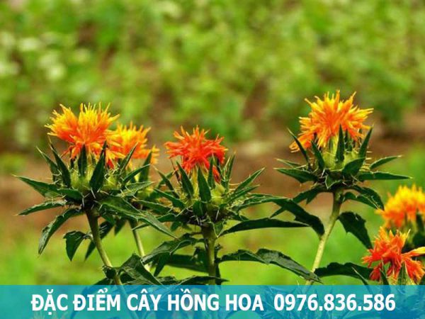 đặc điểm cây hồng hoa