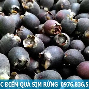 đặc điểm quả sim rừng