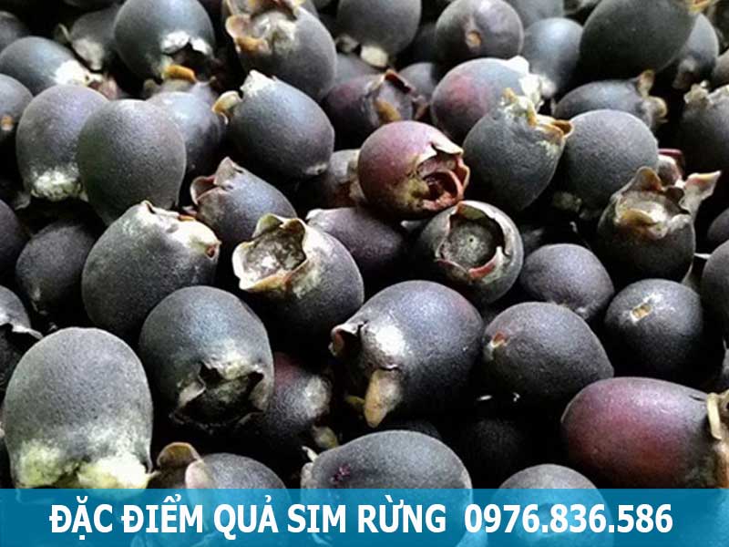 đặc điểm quả sim rừng