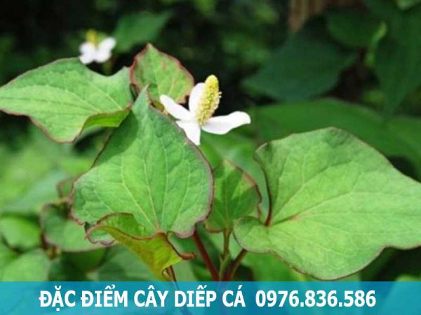đặc điểm rau diếp cá