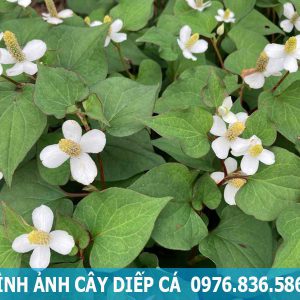 hình ảnh cây diếp cá