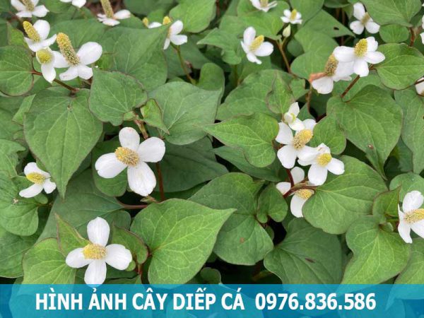 hình ảnh cây diếp cá