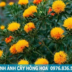 hình ảnh cây hồng hoa