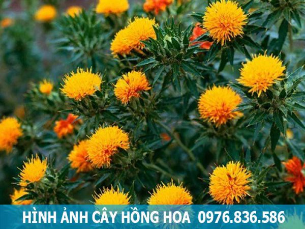 hình ảnh cây hồng hoa