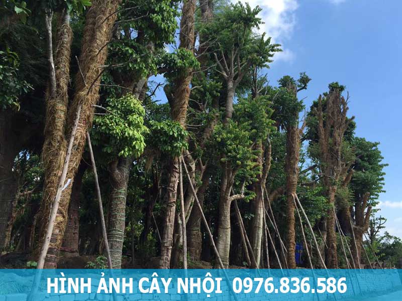  Cây nhội giúp hỗ trợ điều trị bệnh tiêu chảy, phòng chống ung thư hiệu quả