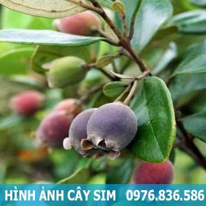hình ảnh quả sim