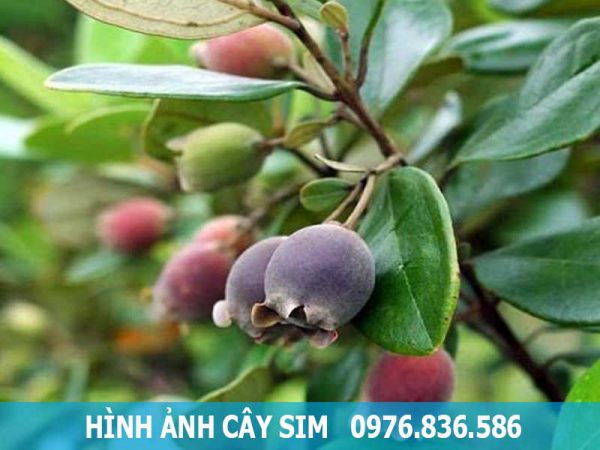 hình ảnh quả sim