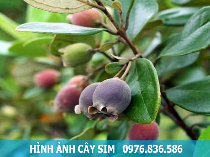 hình ảnh quả sim