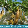 mua bán quả bồ kết