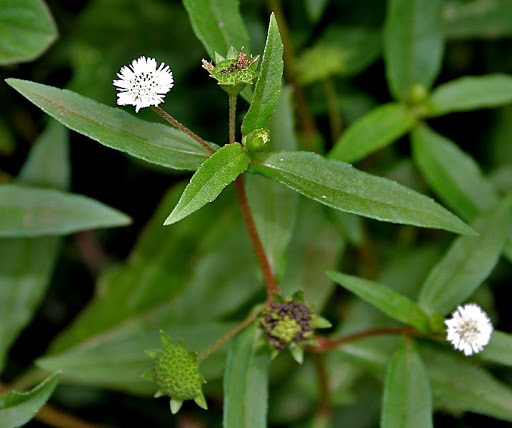 Cây nhọ nồi (cây cỏ mực)