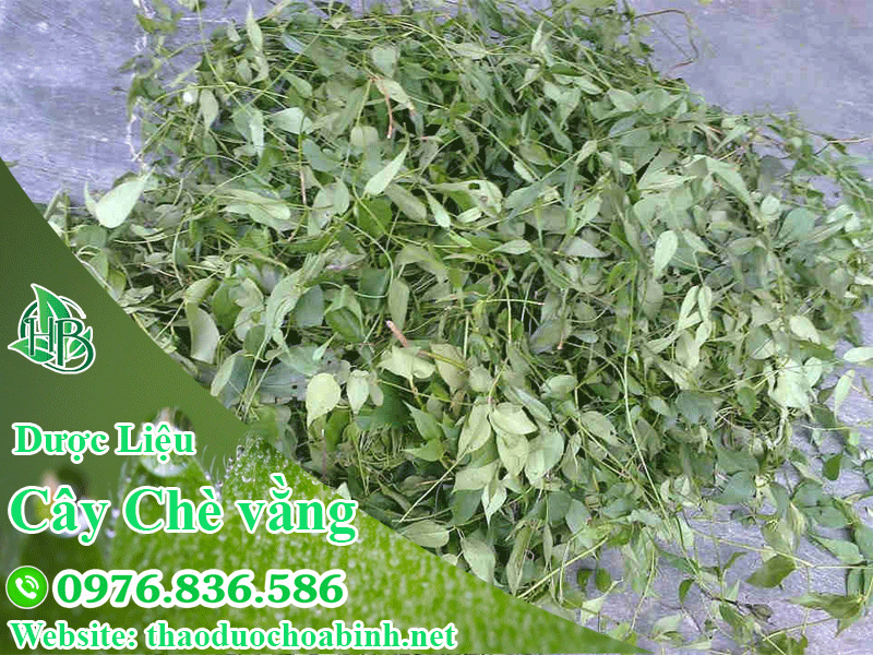 Chè vằng có tác dụng giảm mỡ máu hiệu quả