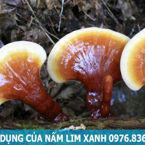 tác dụng của cây nấm lim xanh