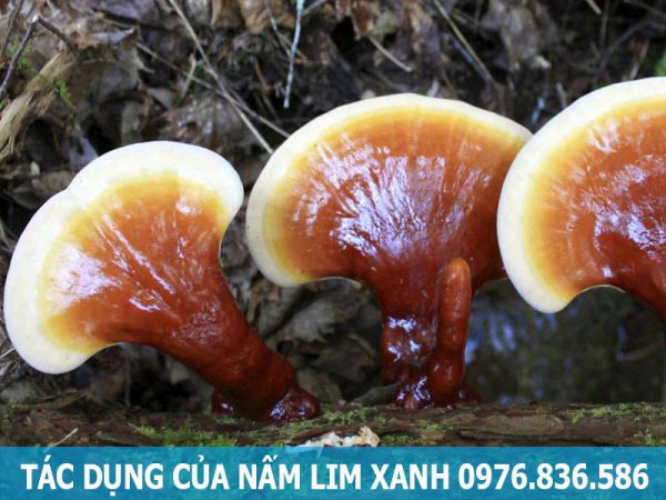 tác dụng của cây nấm lim xanh