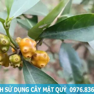 cách sử dụng cây mặt quỷ